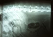 raleigh animal hospital x-rays; raleigh veterinarian x-rays; spring forest animal hospital x-rays; pet x-rays raleigh