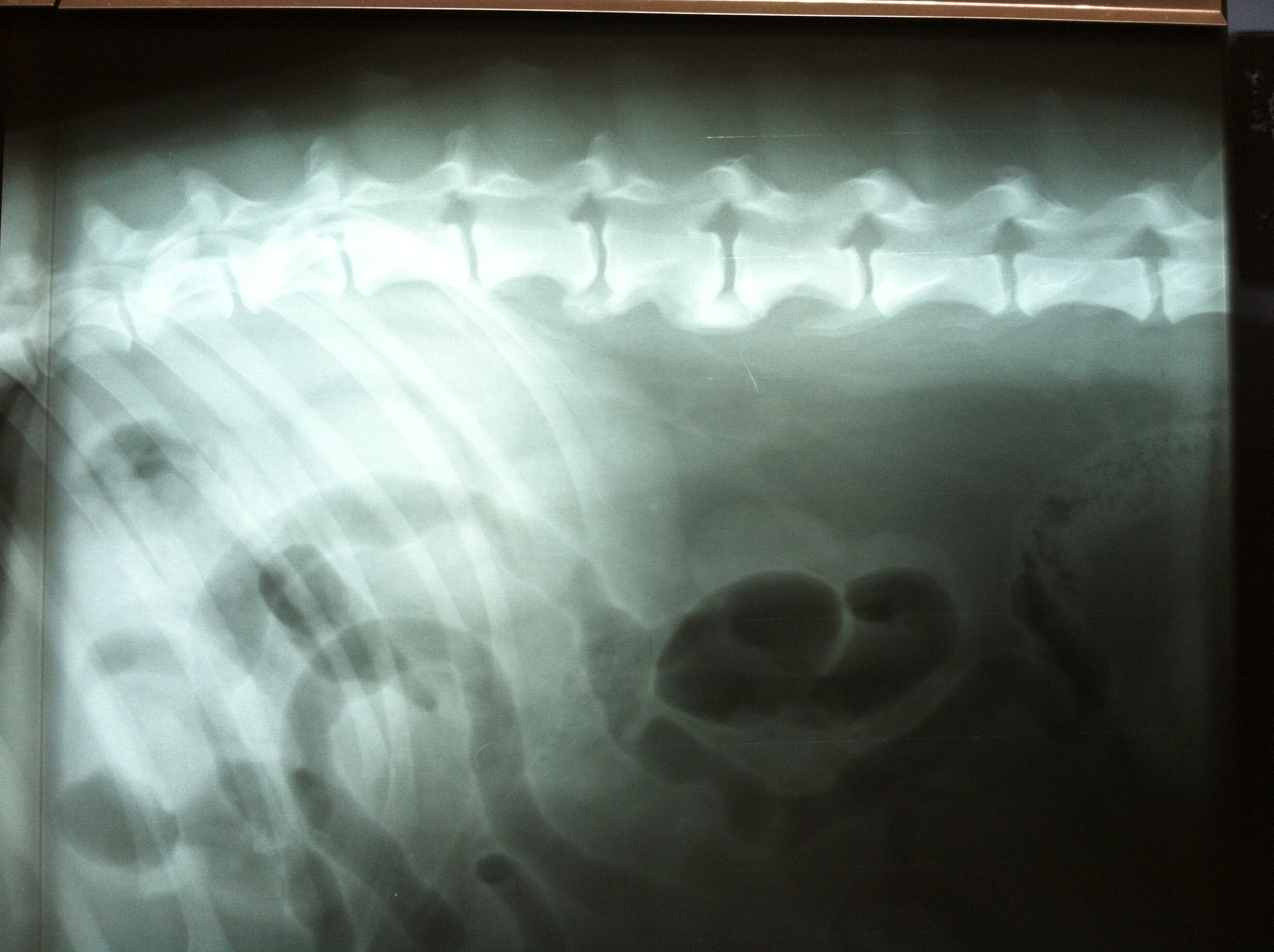 xray1 - Spring Forest Animal Hospital | Raleigh NC | Veterinary